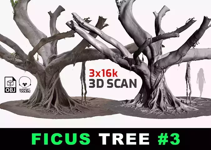 Giant Ficus Tree 3 RAW 3D Scan 3D Model 3x16k Textures OBJ