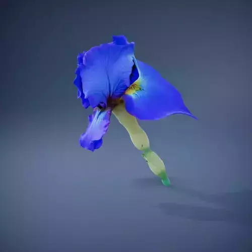 Blue Iris Flower model pack