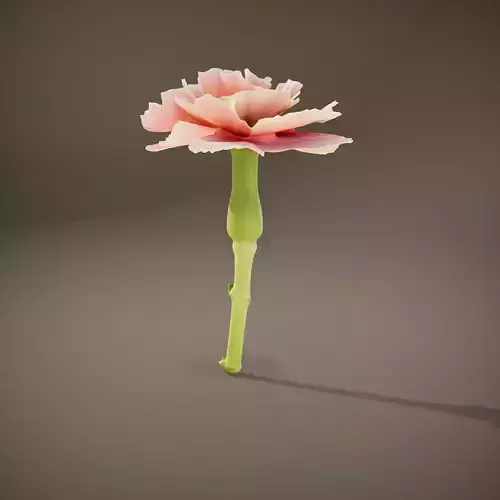 Pink Carnation Bloom model pack