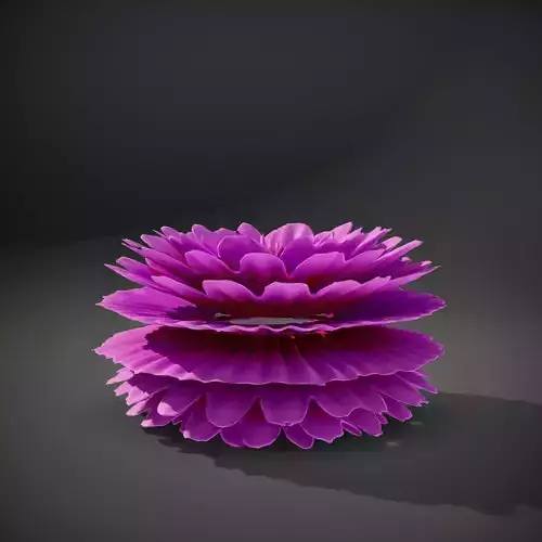 Pink Dahlia Bloom model pack