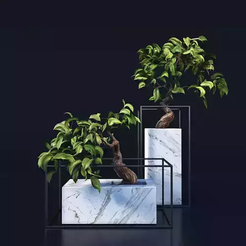 Bonsai trees 3D model