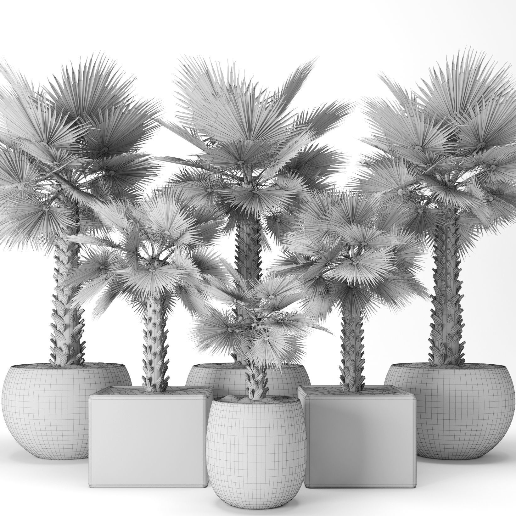 Palm tree 3D model_7