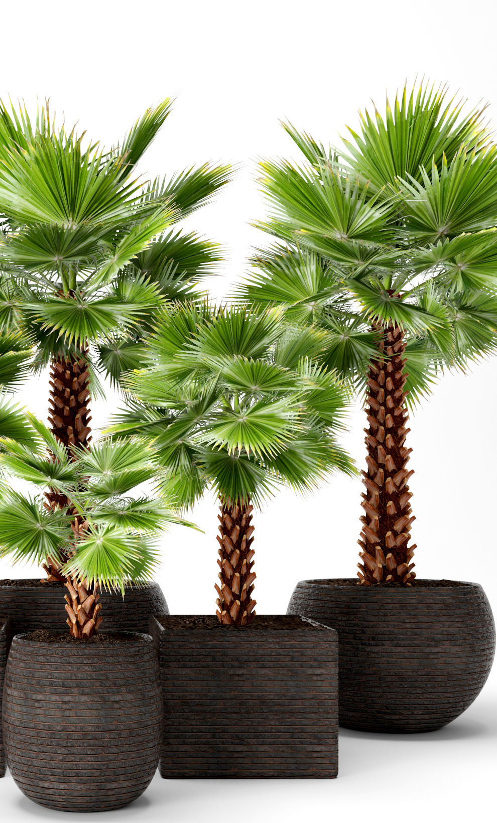 Palm tree 3D model_4