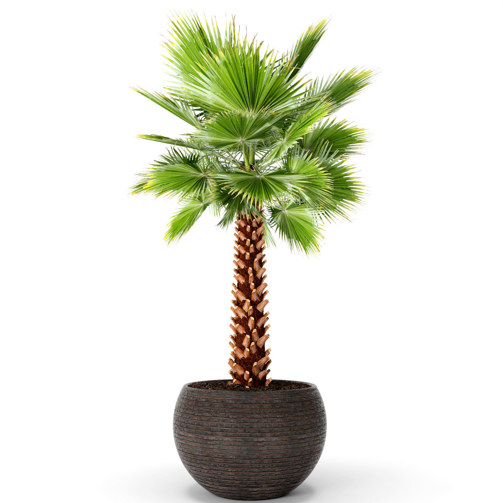 Palm tree 3D model_2