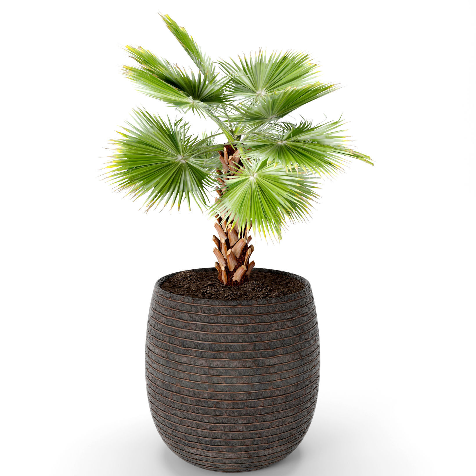 Palm tree 3D model_5