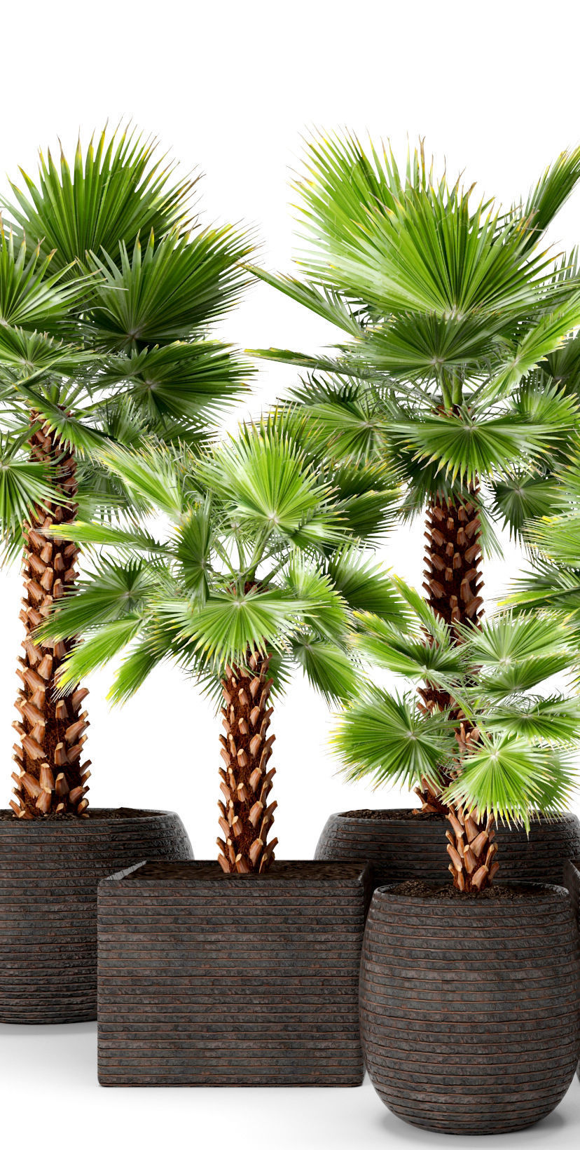 Palm tree 3D model_1