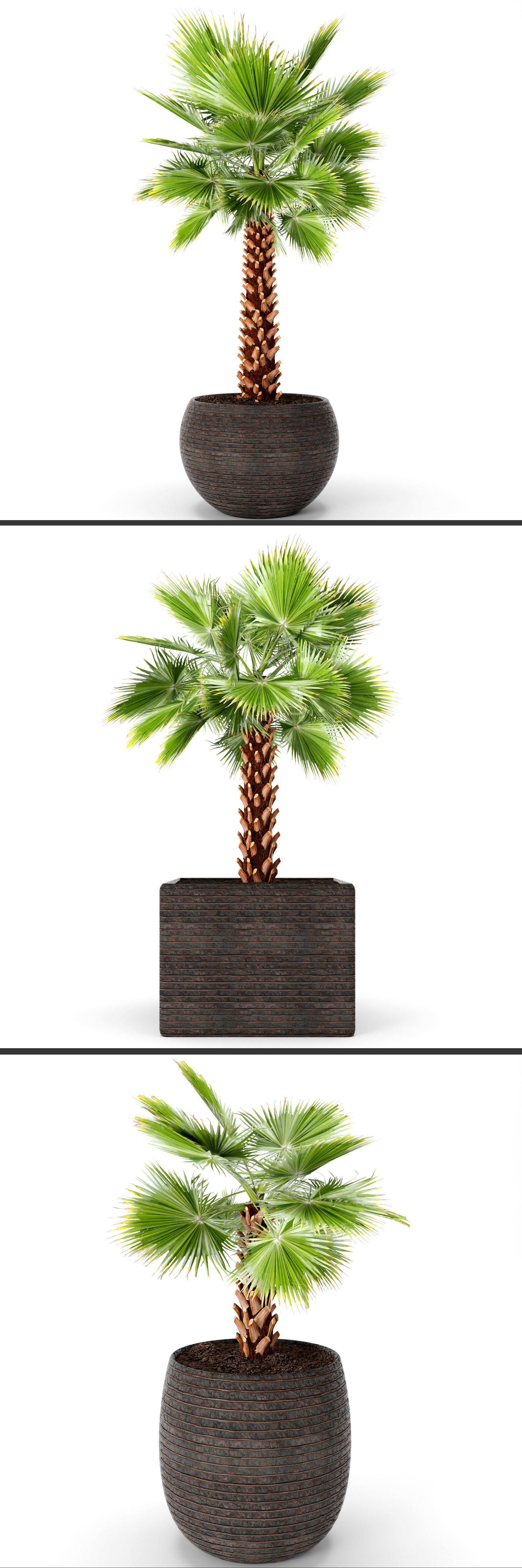 Palm tree 3D model_8