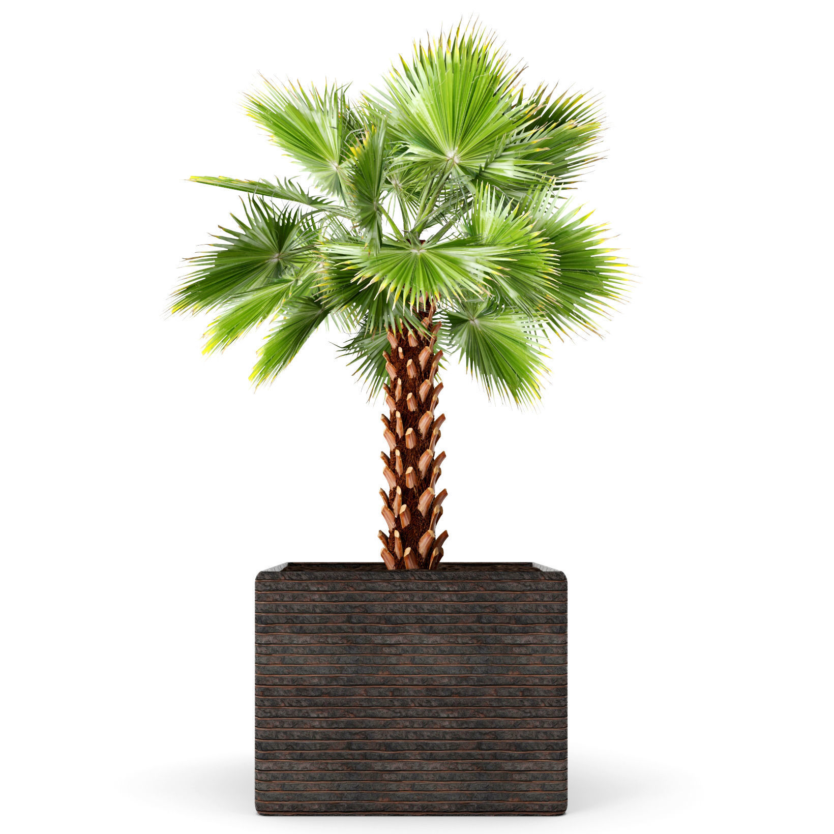 Palm tree 3D model_3