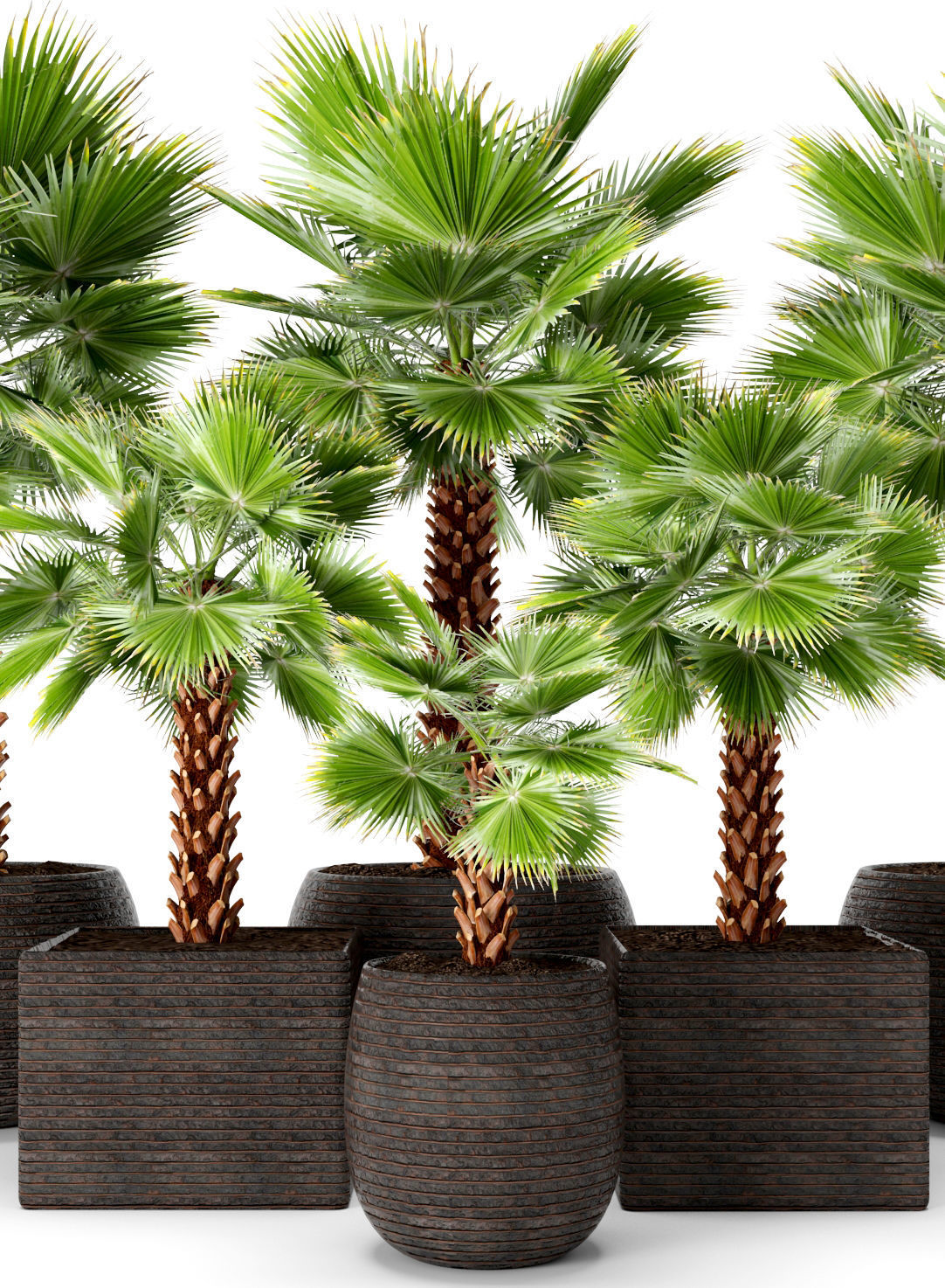 Palm tree 3D model_6