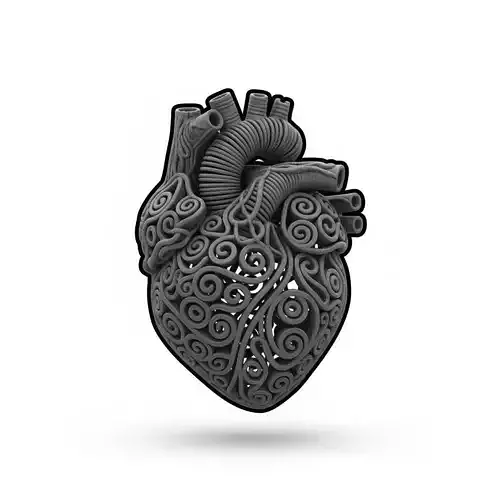 Human Heart Anatomy Model