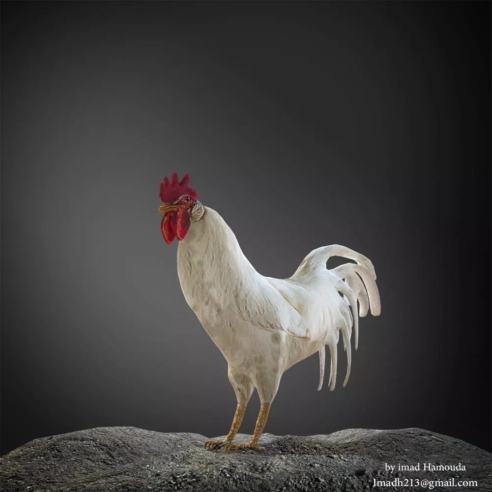rooster 3d on rock 3D model