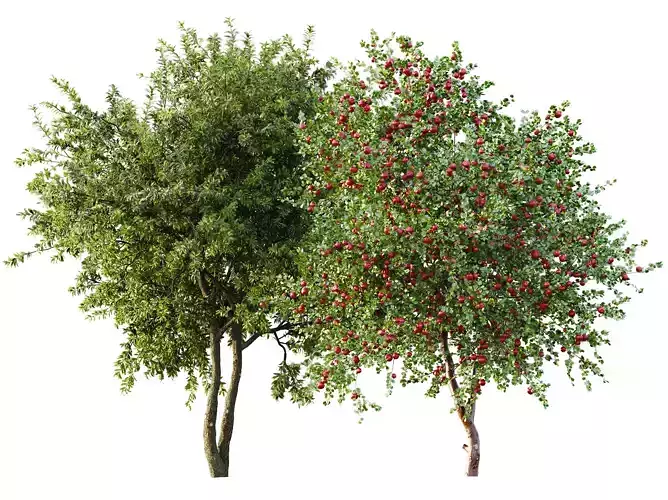 AV Apple fruit tree and Water gum 2 trees