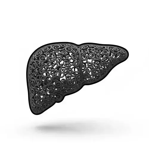 Human Liver Anatomy Model