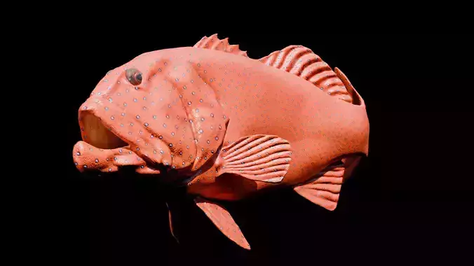 Realistic Coral Trout 3D Model