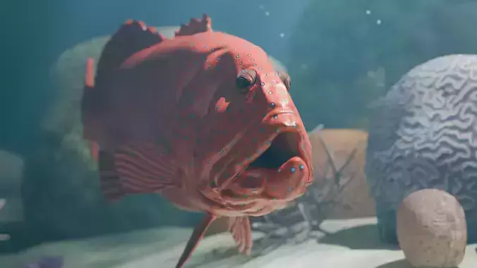 Realistic Coral Trout 3D Model