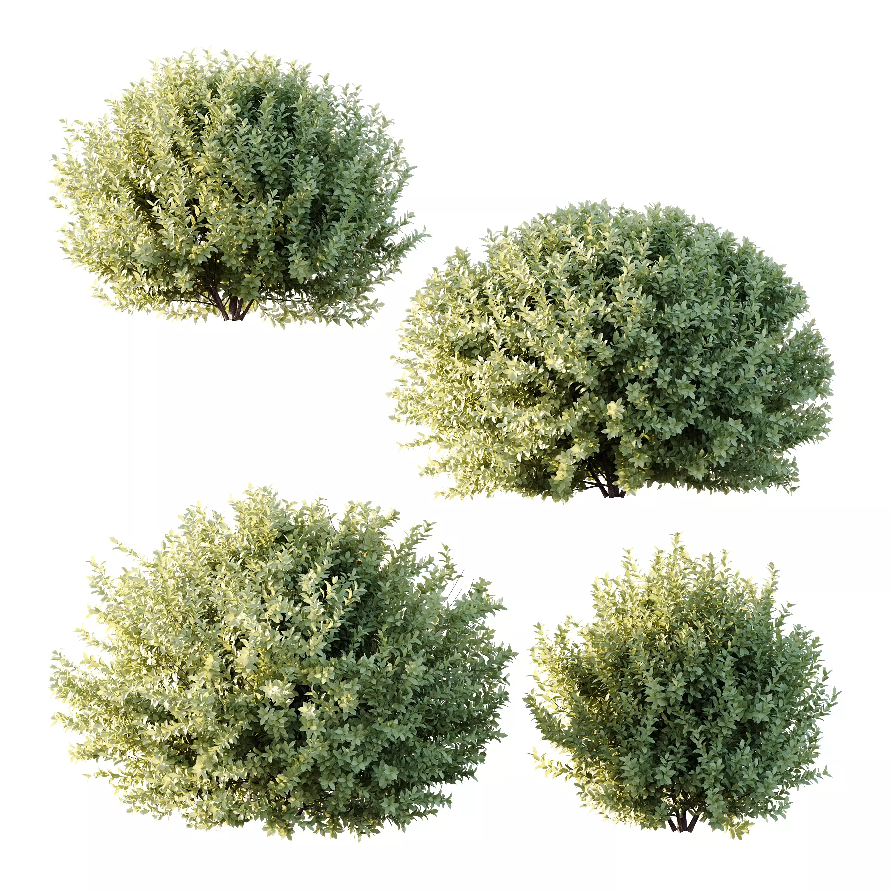 Frutices Fortescue Euonymus 09 3D model