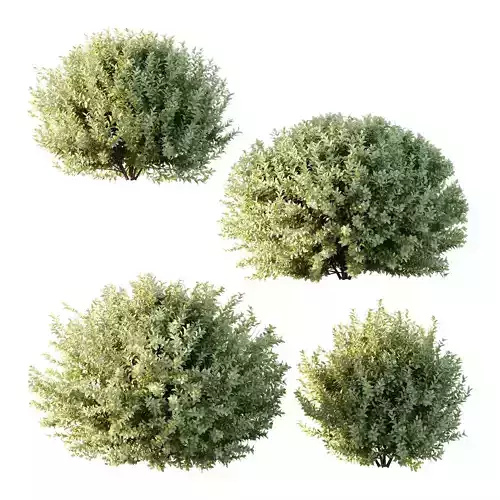 Frutices Fortescue Euonymus 09