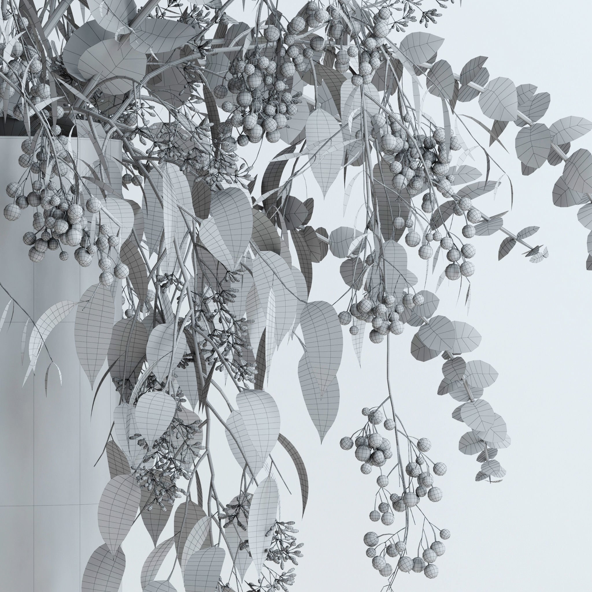 Pepperberries and Eucalyptuses 3D model_9