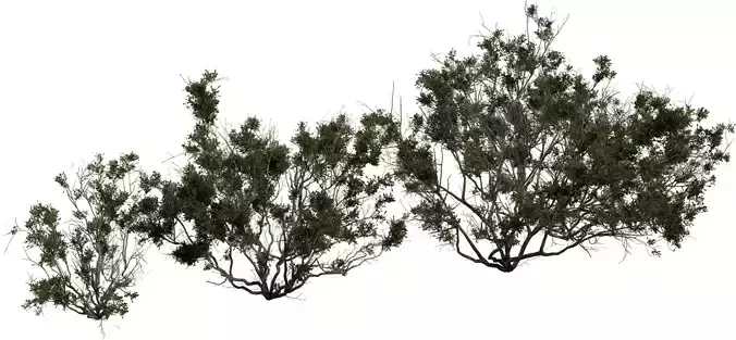Photorealistic Bush   Shrub 3D Model Pack