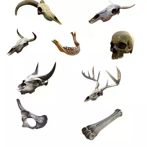 Animal Skulls and Bones Pack - 9 Models Collection
