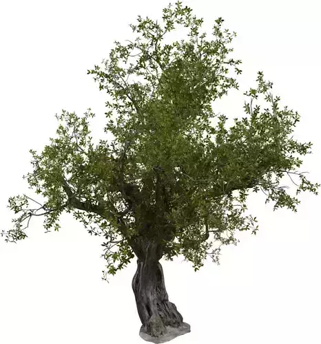 Photorealistic Ancient Old Tree 3D Model 