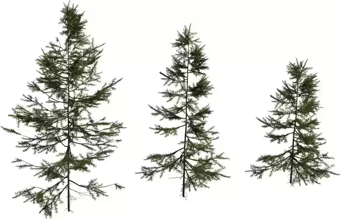 Photorealistic Pine Tree 3D Model Pack