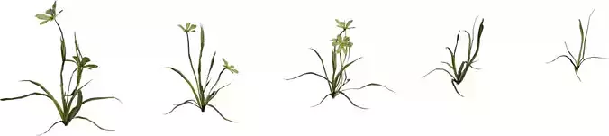 Realistic Flowering Grass Plant 3D Model Pack