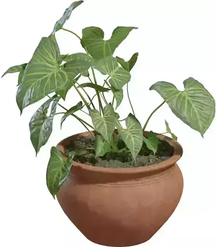 Realistic Potted Houseplant 3D Model 