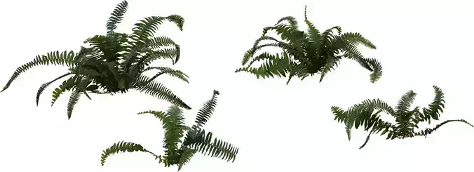 Realistic Fern Plant 3D Model Pack 