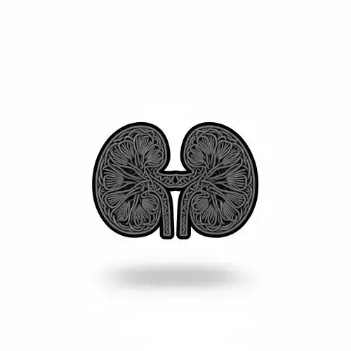 Human Kidneys Anatomy Model