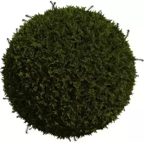 Realistic Moss Tuft  Ground Foliage 3D Model Pack 