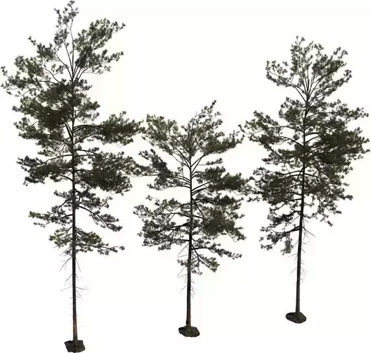 Tall Pine Tree 3D Model Pack 