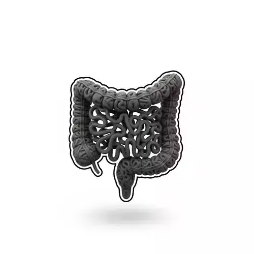 Human Intestines Anatomy Model