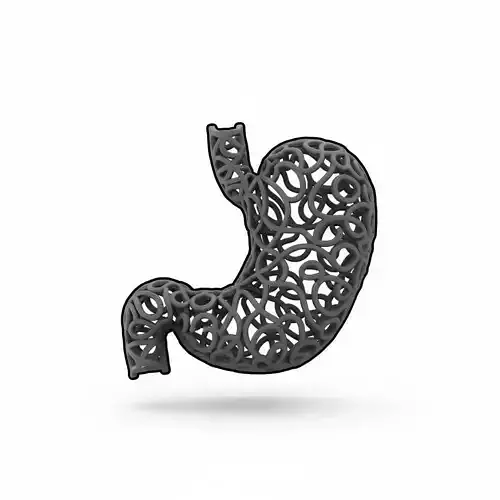 Human Stomach Anatomy Model