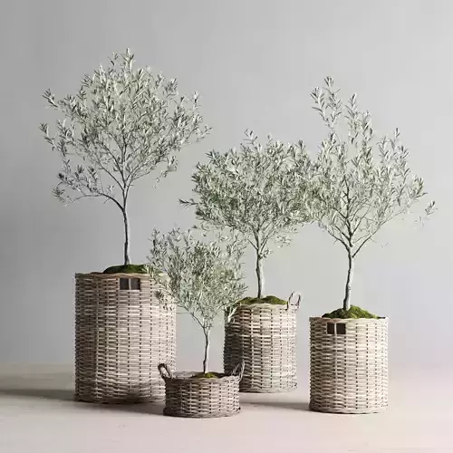 Olive Trees in Wicker Baskets