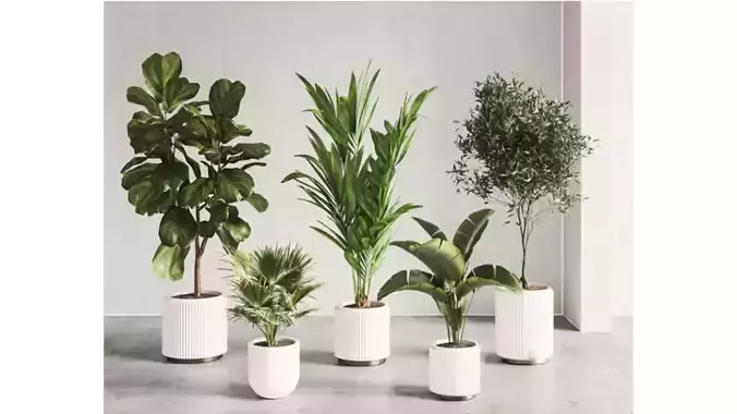 The minimalist combination of indoor greenery