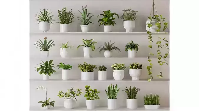 indoor plants