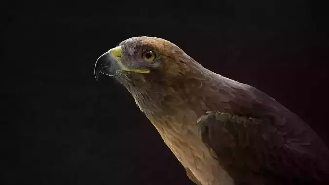 Hawk Rigged 3D model