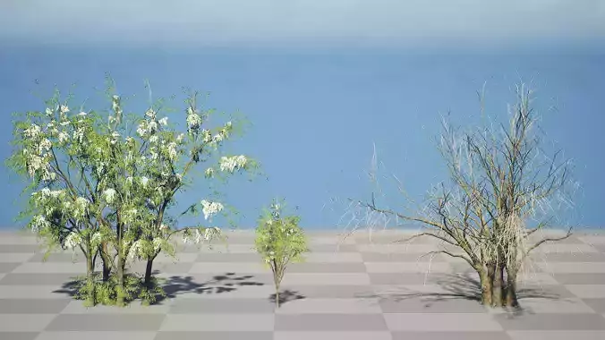 Arabian Leban Tree Wild Drumstick Tree