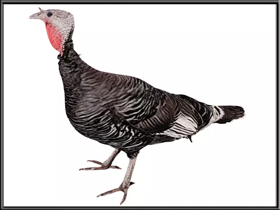 Female Turkey Low-poly 3D model