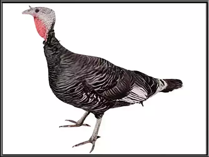 Female Turkey