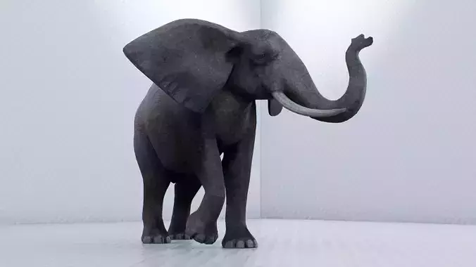 Elephant