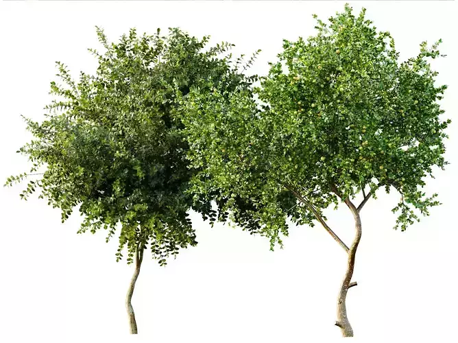 AV Fruit tree lemon and Big Joy Perfume Orange Michelia Tree
