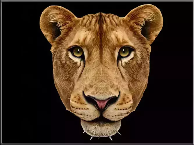 Lioness head