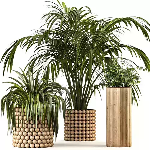 Boho Pot Plants