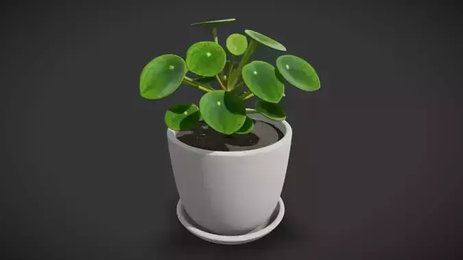 Indoor Plant