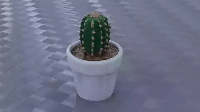 Potted Cactus