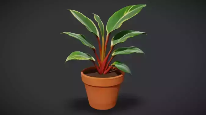 Indoor Plant