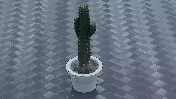 Potted Cactus