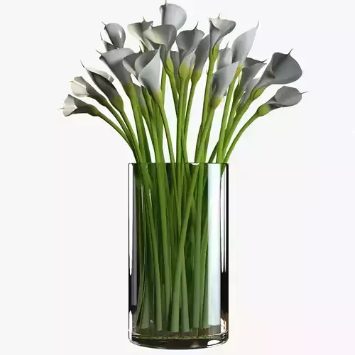 Callas calla lilies in vase